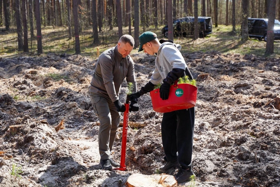 Після розмінування — новий ліс: на Київщині висадили дерева у Бородянській громаді - 1