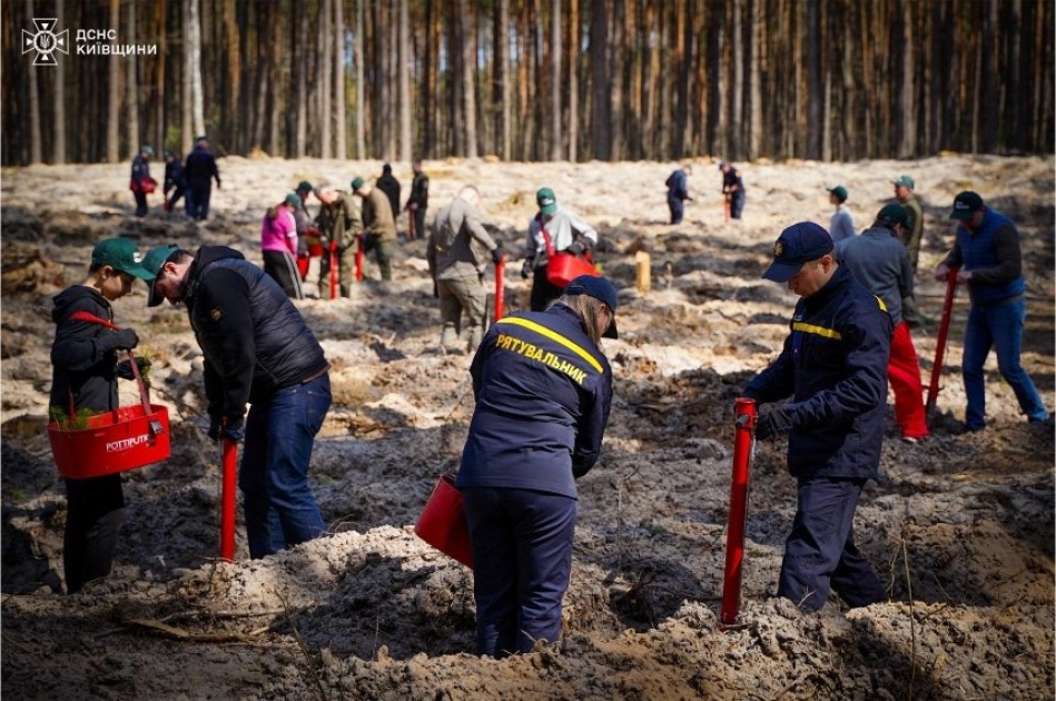 Київщина після війни: на розмінованих землях висадили новий ліс - 2