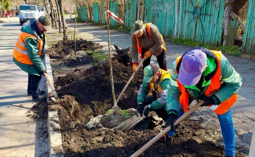 У Києві озеленюють вулицю Новольова - висадили 59 лип - 1