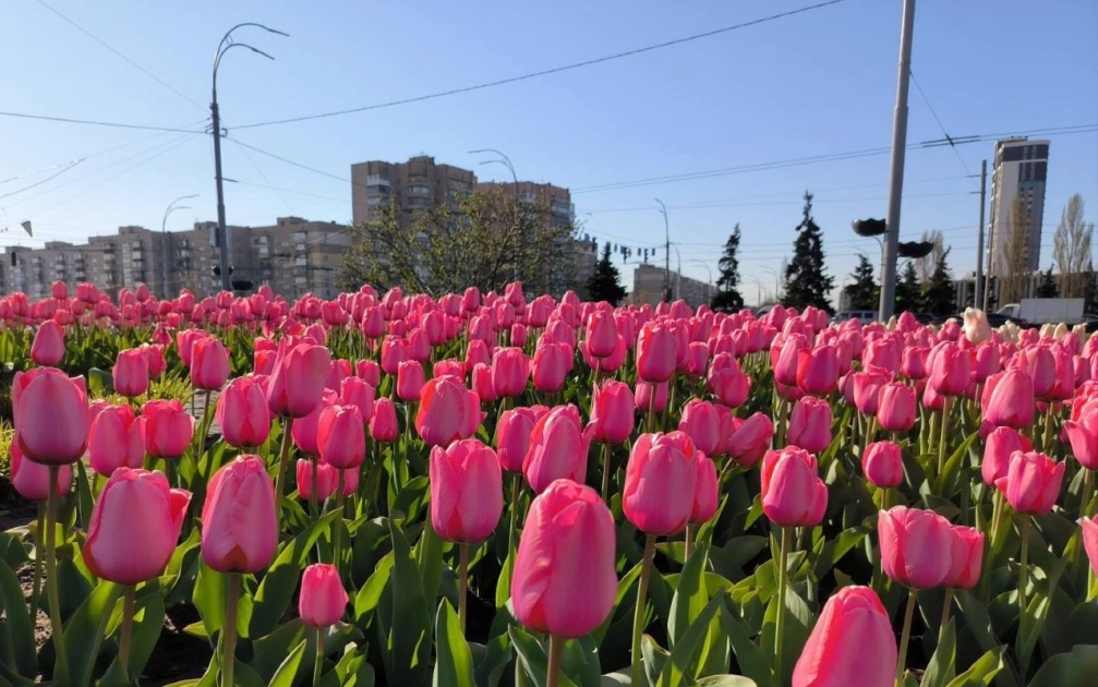 У Києві розквітають тюльпани: де вже можна побачити весняні локації - 2
