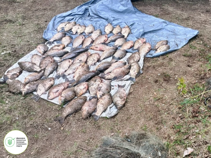 У Вишгородському районі викрили незаконний вилов риби сітками на річці Ірпінь - 1