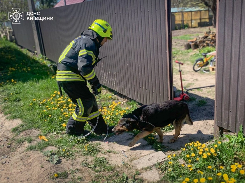 У Борисполі під час пожежі рятувальники евакуювали собаку з палаючої будівлі - 1