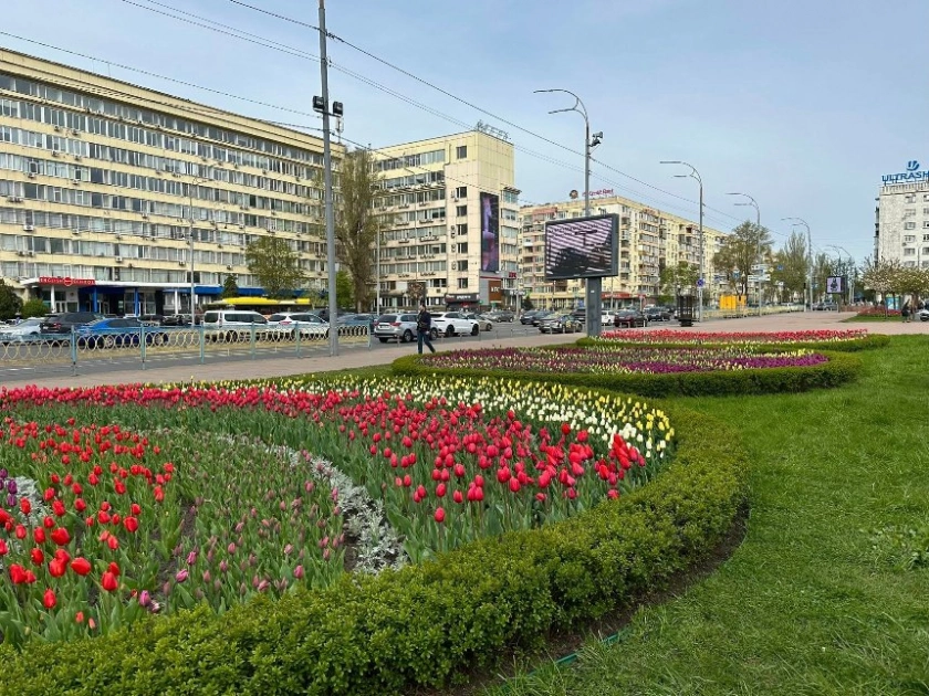 Весняний Київ у квітах: на площі Лесі Українки зацвіли тисячі тюльпанів - 3