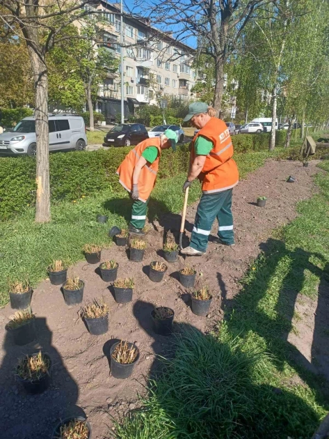 У Дніпровському районі Києва висаджують квітники «нової хвилі» - 2