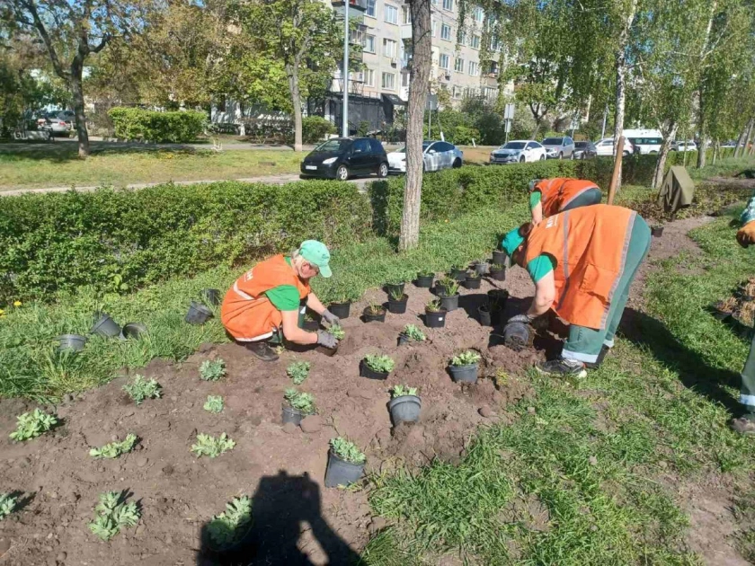У Дніпровському районі Києва висаджують квітники «нової хвилі» - 1