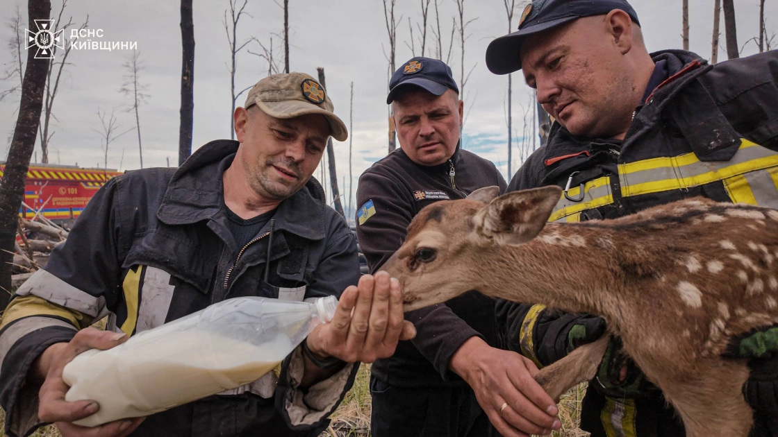 На Київщині рятувальники винесли з вогню двох оленят під час масштабних пожеж - 3