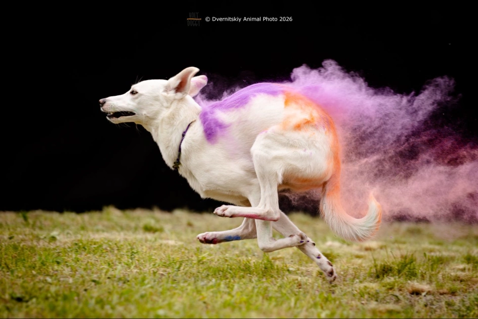 Holy Doggy Place у Києві відзначив річницю та анонсував рекорд для собак: фото - 2