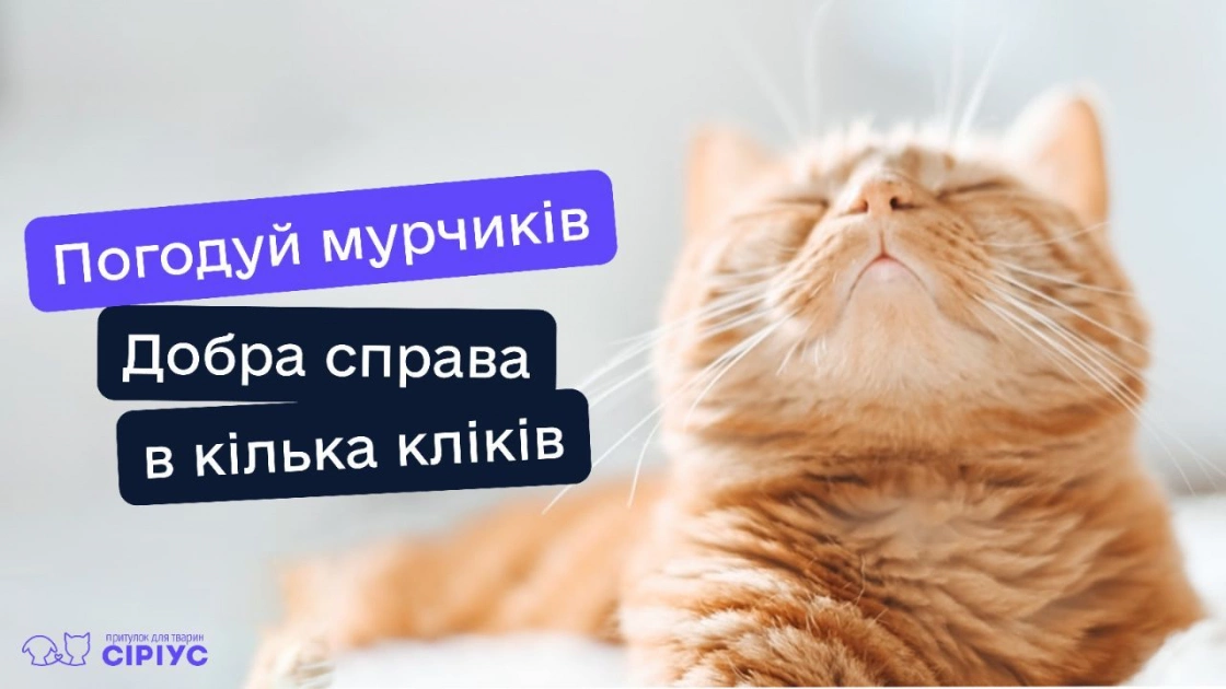Донатиш на їжу і отримуєш миле відео: київський притулок «Сіріус» запустив щомісячну підписку на годування котів - 1