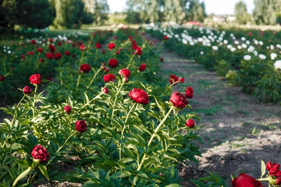 Півонії, фотозони і 50 тисяч кущів: у Добропарку під Києвом стартує квітковий сезон - 2