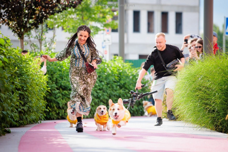 Забіг коргі та рекорд України: у Києві пройде великий фестиваль Коргія 2026 - 2