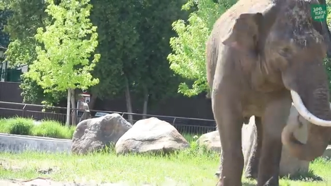 Один день слона Хораса: Kyiv Zoo показав розпорядок життя улюбленця киян - 3
