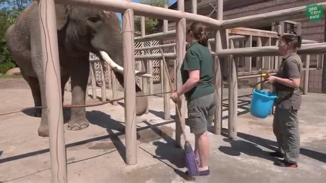 Один день слона Хораса: Kyiv Zoo показав розпорядок життя улюбленця киян - 2