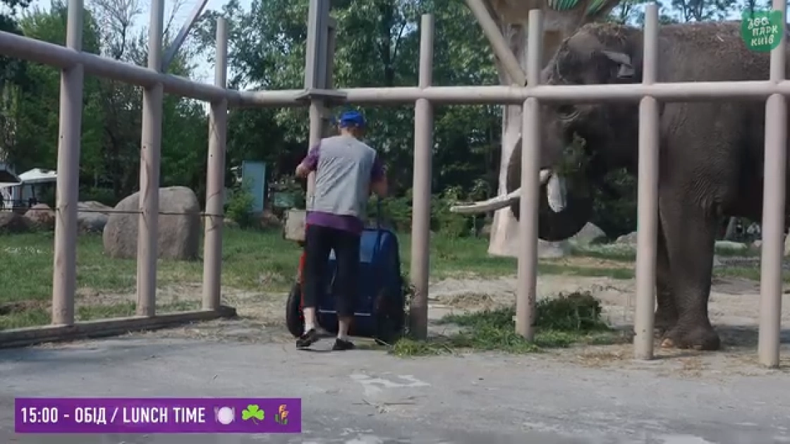 Один день слона Хораса: Kyiv Zoo показав розпорядок життя улюбленця киян - 1