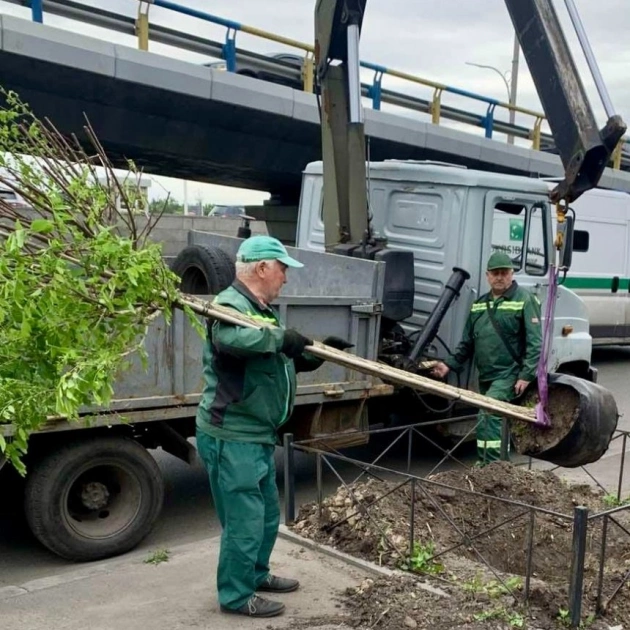 У Київ на двох вулицях висадили клени й акації замість старих дерев і МАФів - 1
