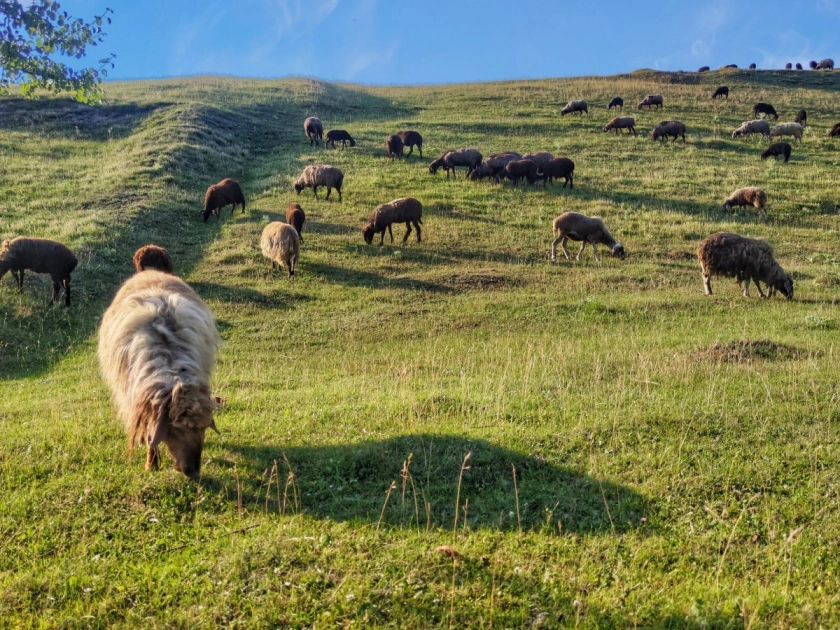 Sheepland