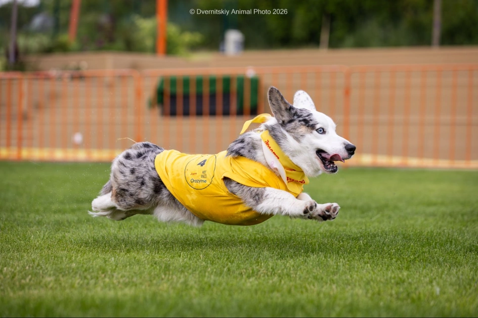 У Києві на фестивалі «Коргія: Corgi Race» встановили рекорд України: найшвидший коргі пробіг 40 метрів - 5