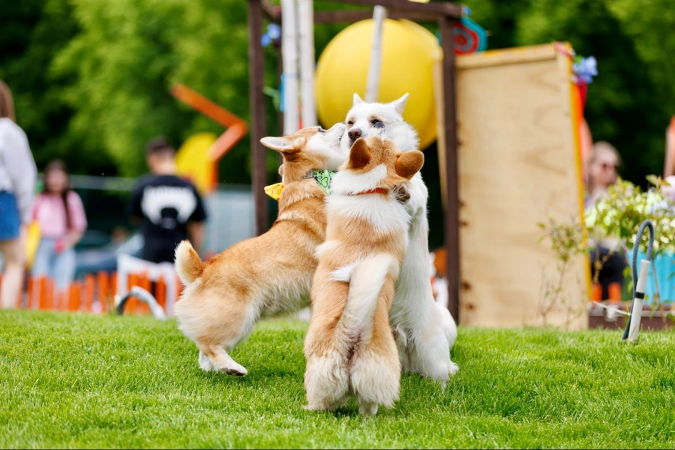 У Києві на фестивалі «Коргія: Corgi Race» встановили рекорд України: найшвидший коргі пробіг 40 метрів - 4