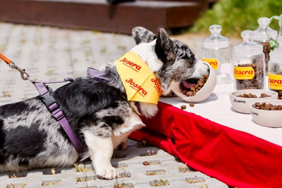 У Києві на фестивалі «Коргія: Corgi Race» встановили рекорд України: найшвидший коргі пробіг 40 метрів - 3