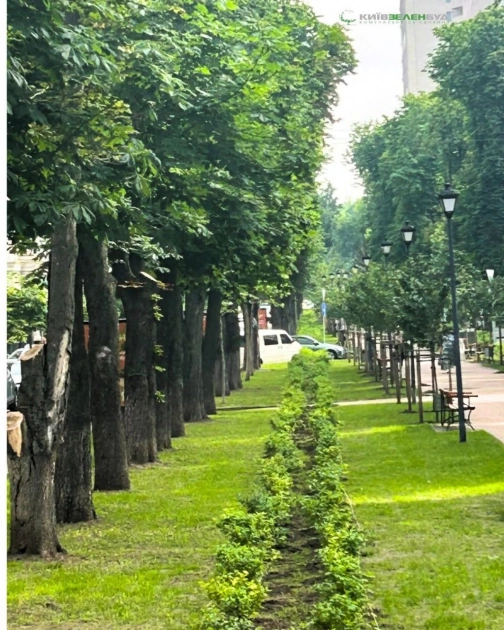 У центрі Києва висадили тисячу гортензій на Липському бульварі: як змінився простір - 1
