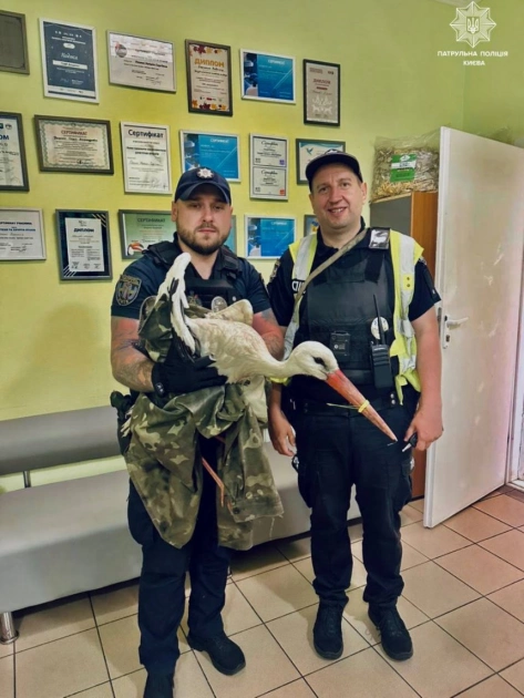 У Києві патрульні врятували пораненого лелеку: птаха передали на реабілітацію (ФОТО) - 2