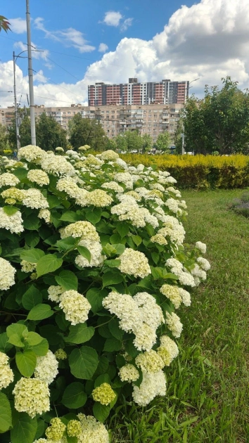 На Дарницькій площі в Києві розквітли гортензії: яскраві фото літнього озеленення столиці - 2