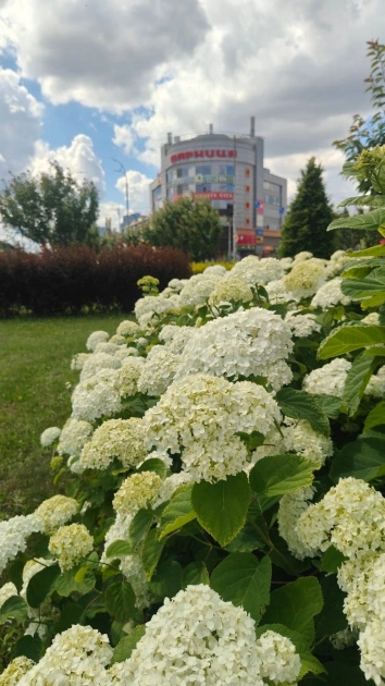 На Дарницькій площі в Києві розквітли гортензії: яскраві фото літнього озеленення столиці - 1