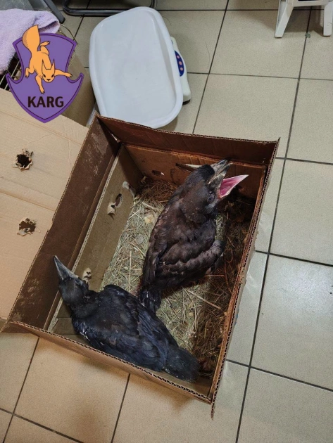 У Києві пояснили, чи потрібно рятувати птахів, які не вміють літати: поради KARG - 3