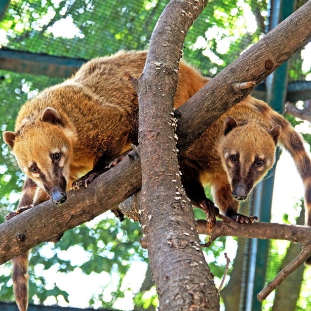 У КиївЗоо провели моніторинг стану єнотів, носух і саванни: показали фото - 5