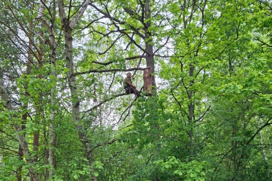 На Київщині встановили перші «готелі для комах»: WWF-Україна запускає екологічний проєкт - 3