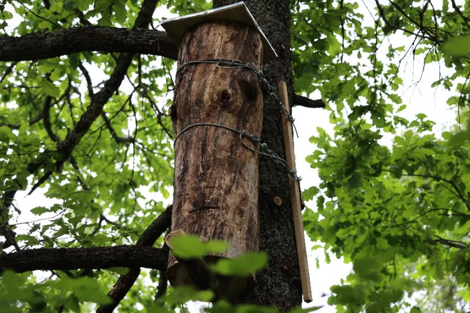 На Київщині встановили перші «готелі для комах»: WWF-Україна запускає екологічний проєкт - 1