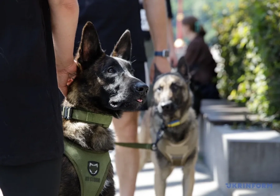 У Києві провели військовий K9-забіг із собаками: встановлено рекорд України - 1