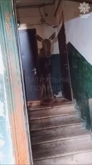 У Києві лось забіг у під’їзд багатоповерхівки: тварину повернули до лісу - 1