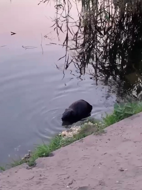 У парку «Позняки» помітили бобра, який відпочивав біля водойми - 1