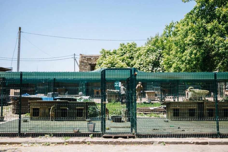 У Gostomel Shelter проведуть благодійну толоку для допомоги тваринам - 2