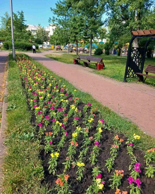 У парку «Фестивальний» у Києві висадили 1200 нових квітів на центральній алеї - 1