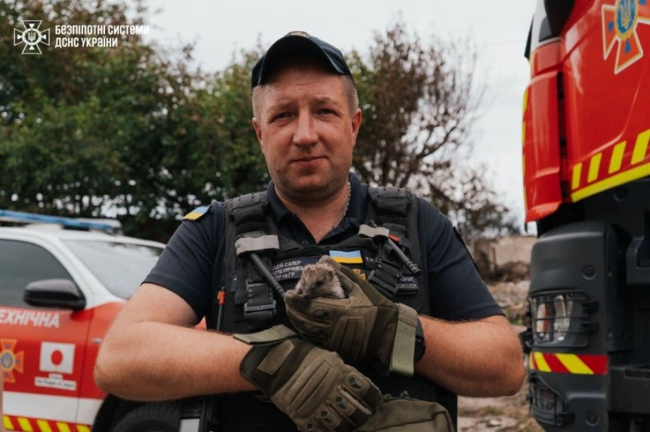Серед руїн після атаки: у Вишневому рятувальники знайшли живого їжачка під уламками - 1