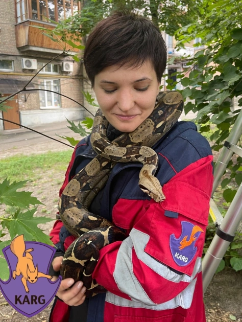 У Києві з дерева врятували імператорського удава, який утік під час прогулянки - 4