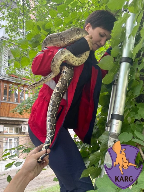 У Києві з дерева врятували імператорського удава, який утік під час прогулянки - 3