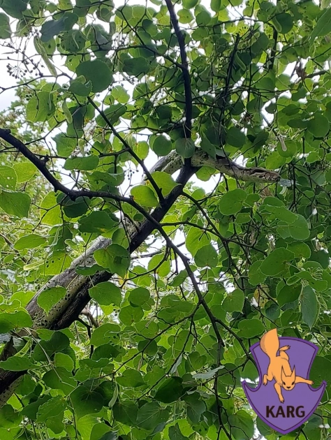 У Києві з дерева врятували імператорського удава, який утік під час прогулянки - 2