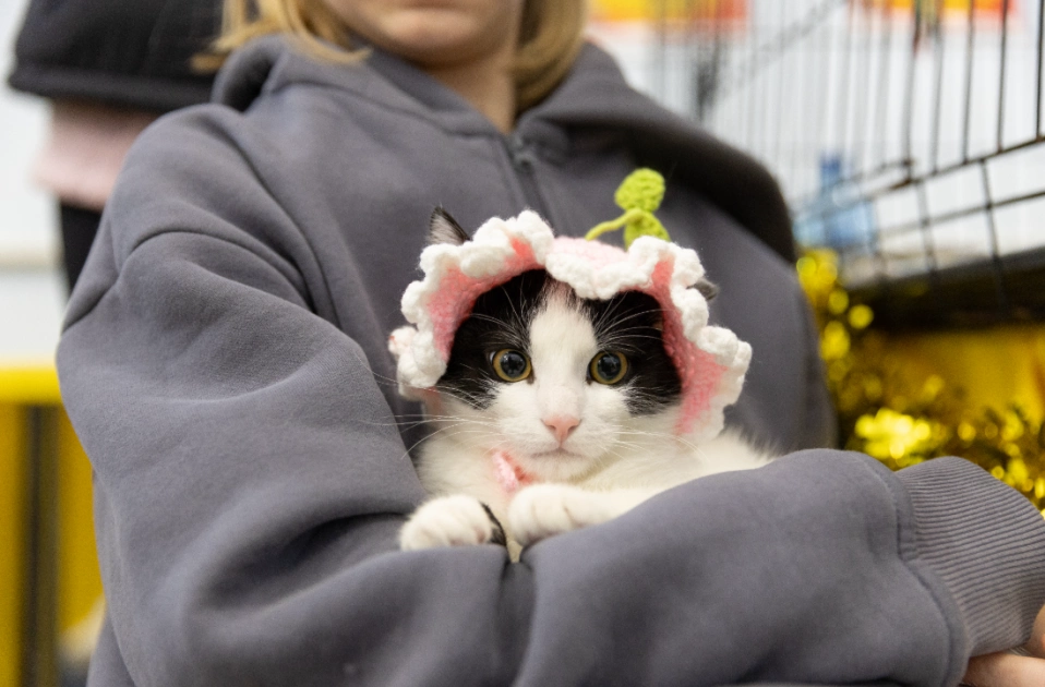 AdoptMe Days у Києві: на ВДНГ 700 котів і собак шукатимуть нові родини - 1