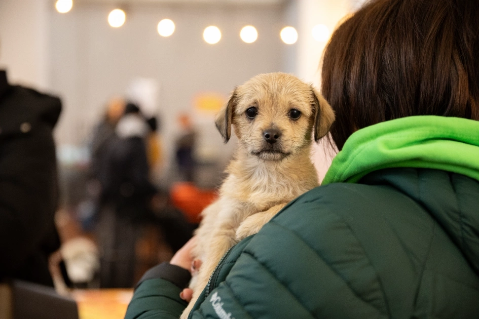 На ВДНГ проведуть найбільший AdoptMe Days із 700 тваринами - 1