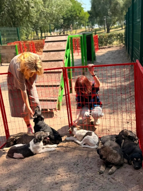У Києві на Дні адопції двоє цуценят знайшли нові родини - 3