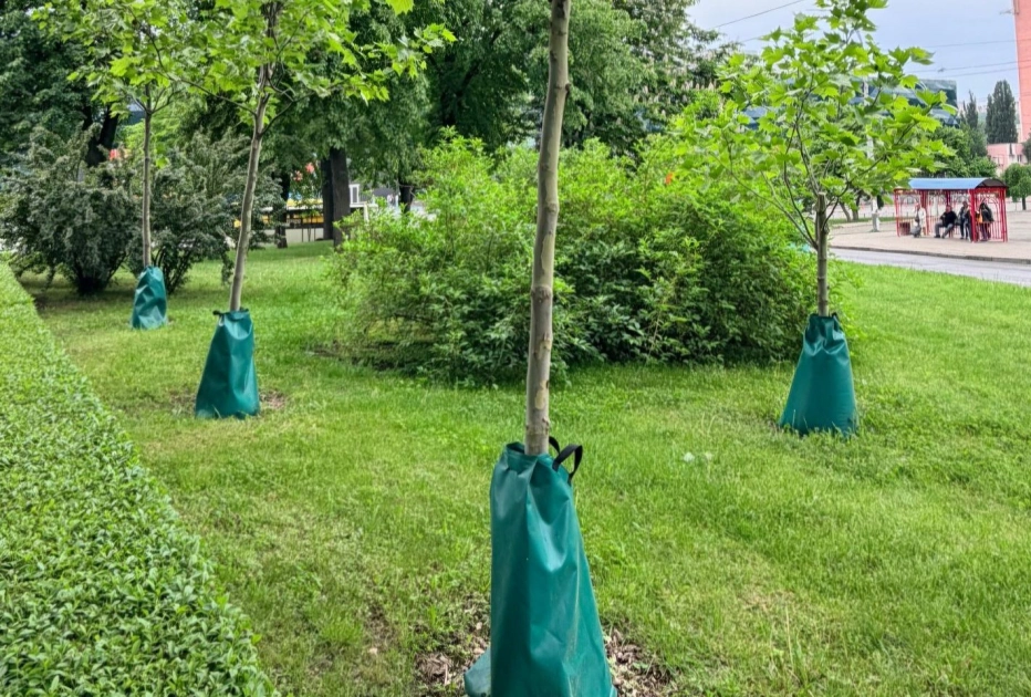 У Києві за пів року встановили понад 6 тисяч систем повільного поливу дерев - 2