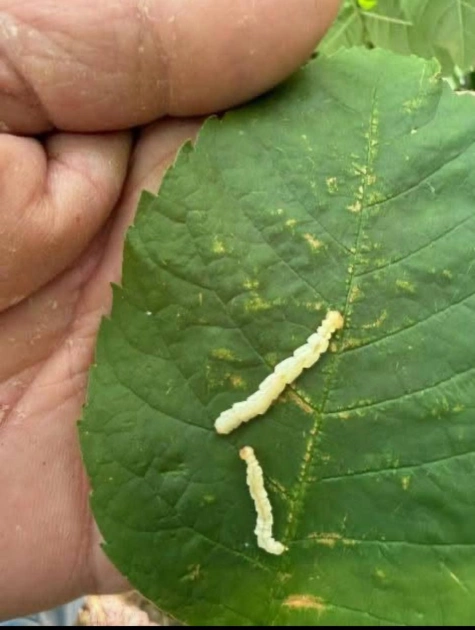 Дерева масово всихають: небезпечні шкідники й рослини атакували Київ та область. ФОТО - 5